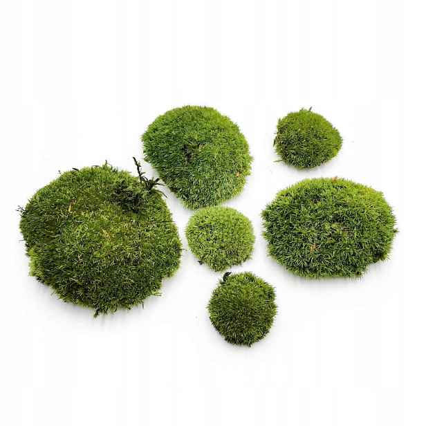 Ball Moss kopečkový mech tmavozelený 200g Fr
