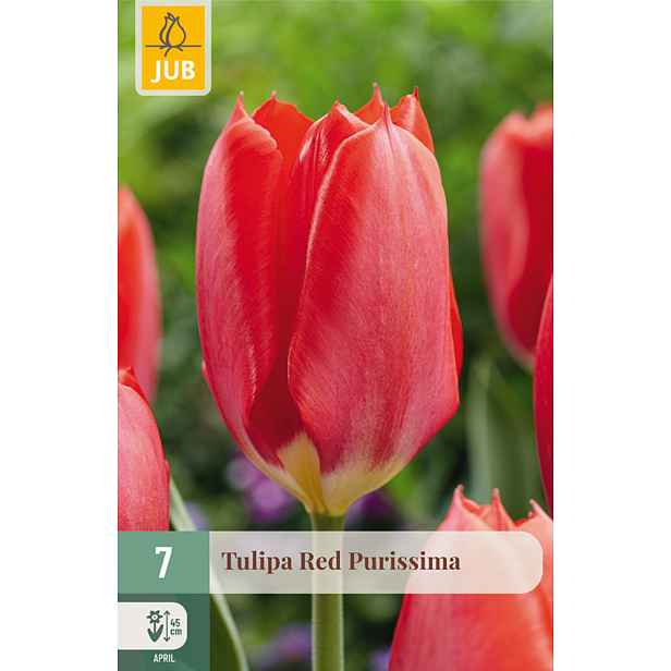 Tulipán Red Purissima 7 ks