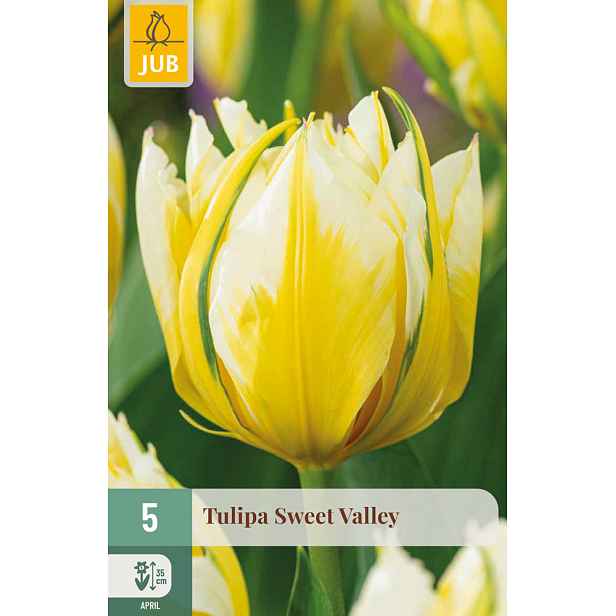 Tulipán Sweet Valley 5 ks