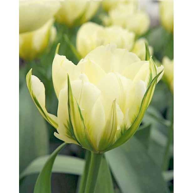 Tulipán White Valley 7 ks
