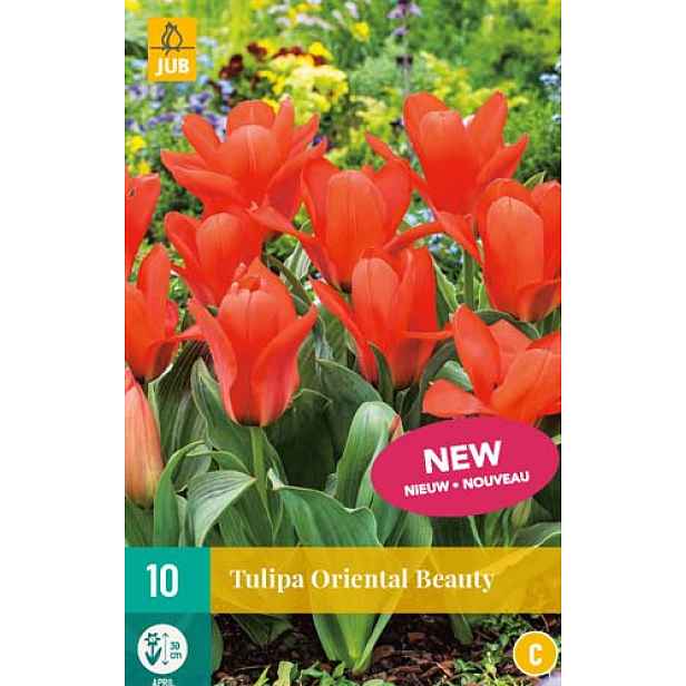 Tulipán Oriental Beauty 7 ks
