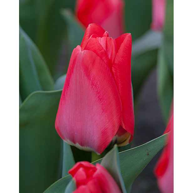 Tulipán Trauttmansdorff 7 ks