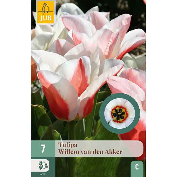 Tulipán Willem van den Akker 7 ks