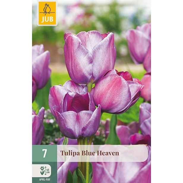 Tulipán Blue Heaven 7 ks