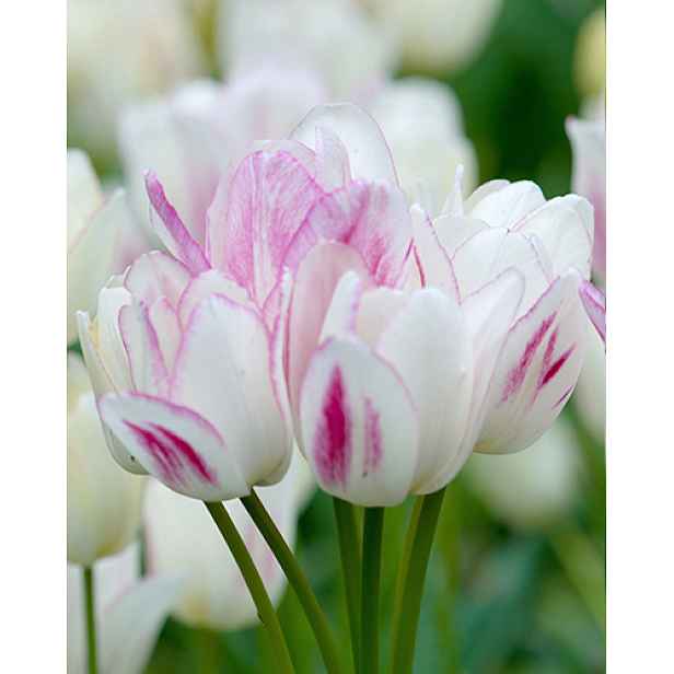 Tulipán Candy Club 7 ks