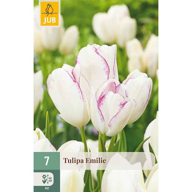 Tulipán Emilie 7 ks