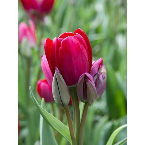 Tulipán Fiery Club 7 ks