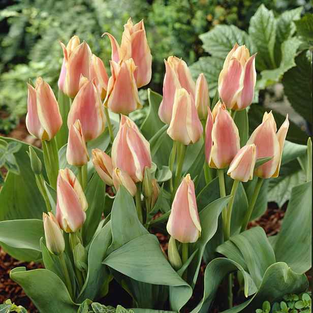 Tulipán Quebec 7 ks