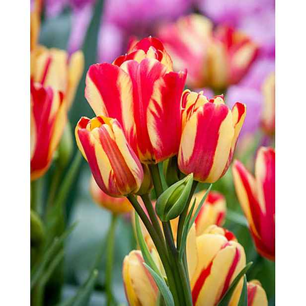 Tulipán Wonder Club 7 ks