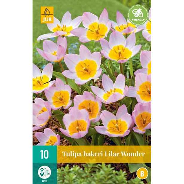 Tulipán Bakeri Lilac Wonder 10 ks