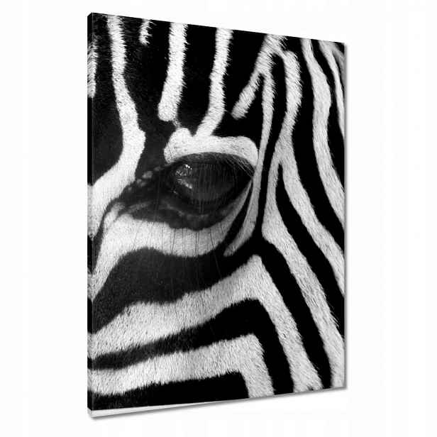 Obrazy 60x80 Černobílé pruhy Zebra