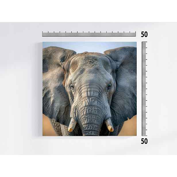 Obraz Na Plátně Canvas Příroda Zvíře Fauna Portrét Slon 50x50