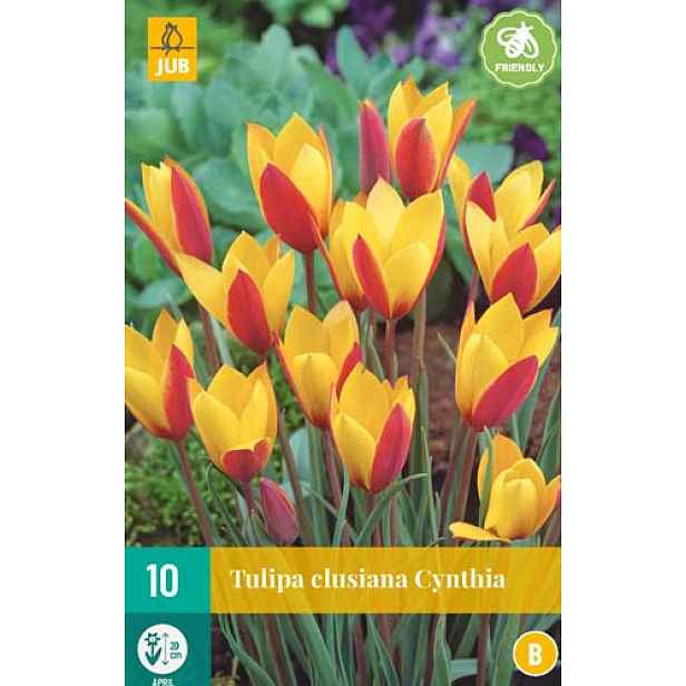 Tulipán Clusiana Cynthia 10 ks