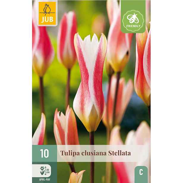 Tulipán Clusiana Stellata 10 ks