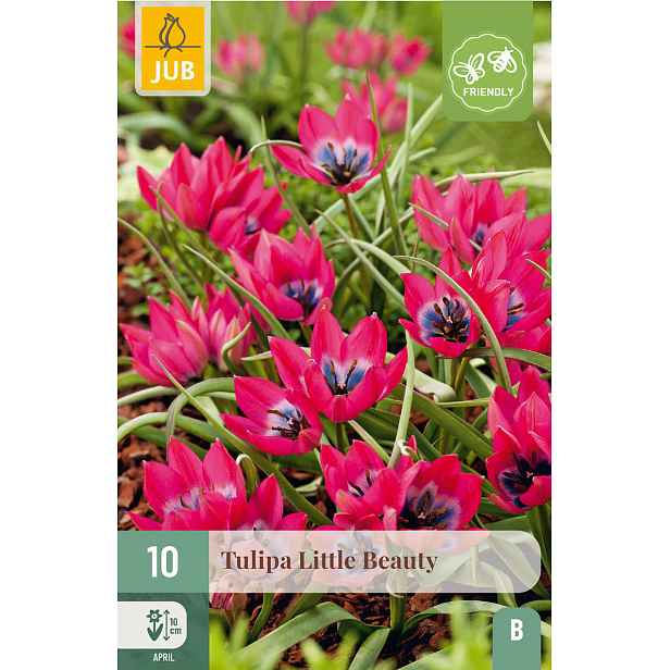 Tulipán Little Beauty 10 ks