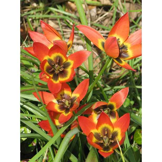 Tulipán Little Princess 10 ks