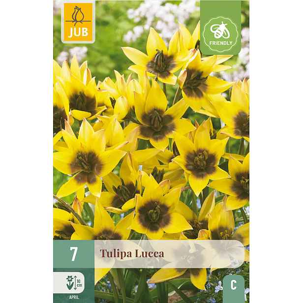 Tulipán Lucca 7 ks
