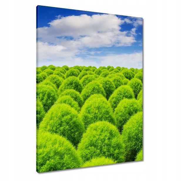 Obrazy 60x80 Zelený pohled Dolina