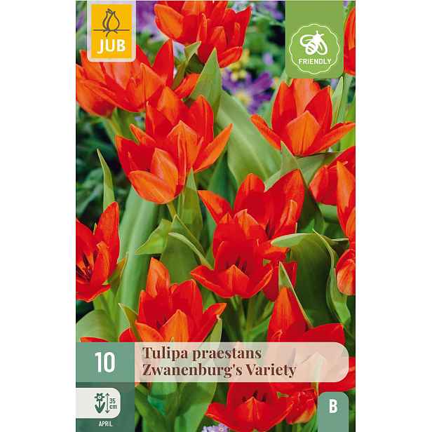 Tulipán Praestans Zwanenburg Variety 10 ks