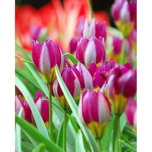 Tulipán Pulch. Persian Pearl 10 ks