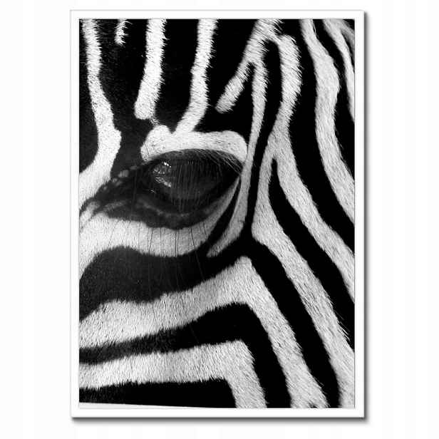 Plakáty v rámu 50x70 Černobílé pruhy Zebra