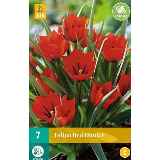 Tulipán Red Hunter 7 ks
