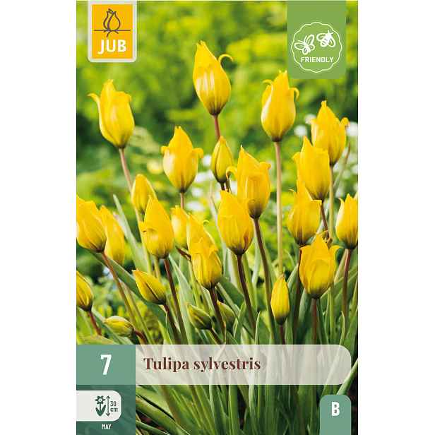 Tulipán Sylvestris 7 ks