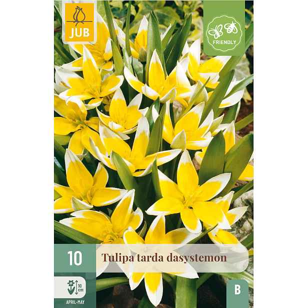 Tulipán Tarda Dasystemon 10 ks