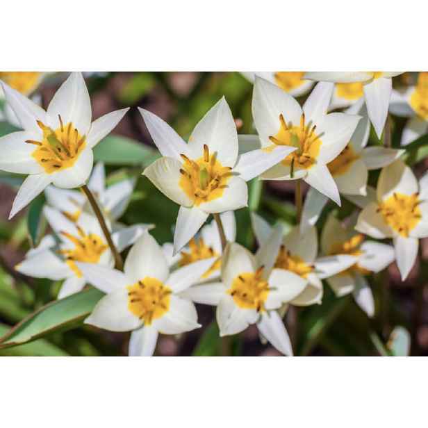 Tulipán Turkestanica 10 ks