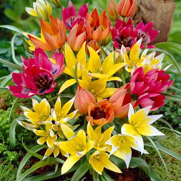Tulipán Species Mix 10 ks