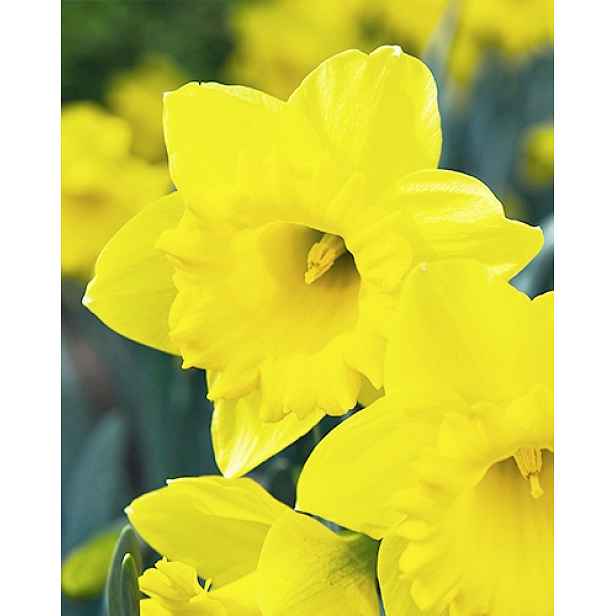 Narcis Dutch Master 5 ks