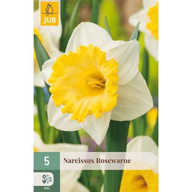 Narcis Rosewarne 5 ks