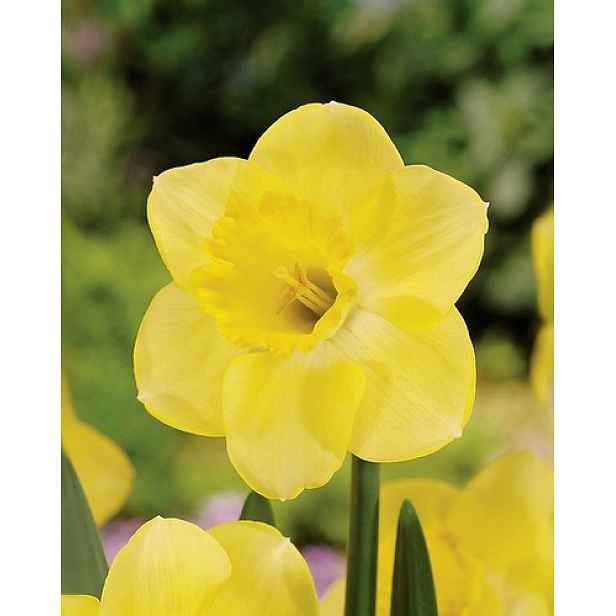 Narcis Cairngorm 5 ks