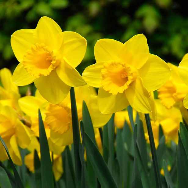Narcis Carlton 5 ks