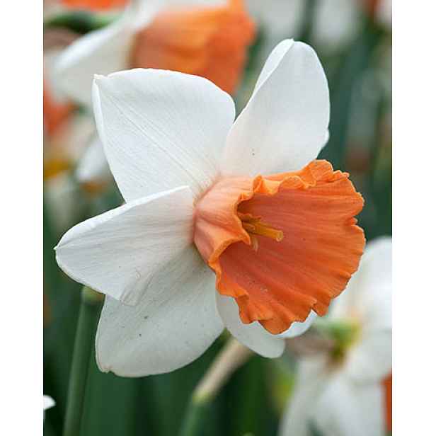 Narcis Chromacolor 5 ks