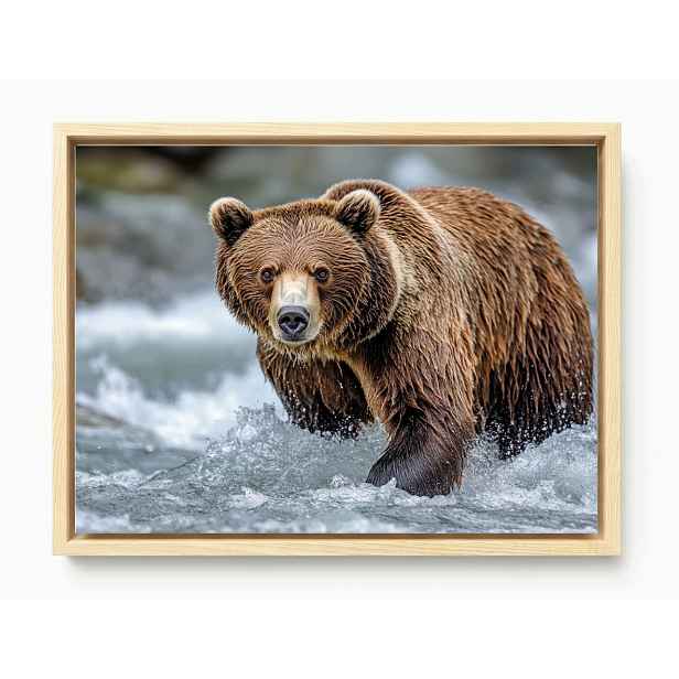 Obraz Rám Americký Box Foto Zvíře Medvěd Hnědý Medvídek Řeka 80x60