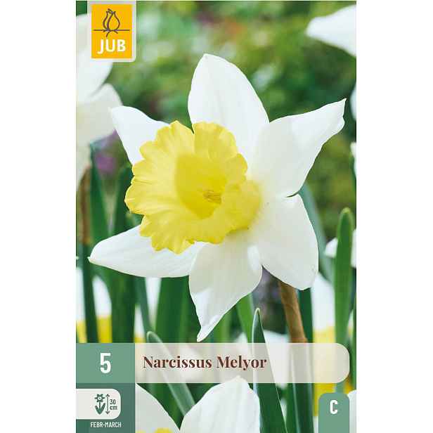 Narcis Melyor 5 ks