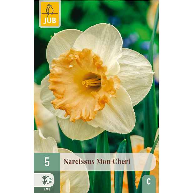 Narcis Mon Cheri 5 ks