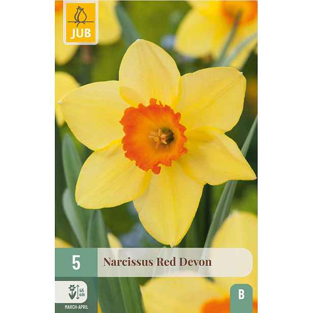Narcis Red Devon 5 ks