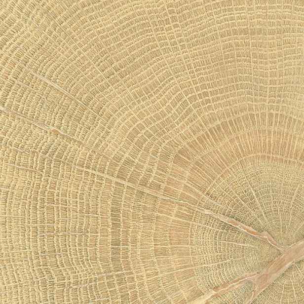 Dlažba Emil W-Circles oak 10x10 cm mat 00ENJD68