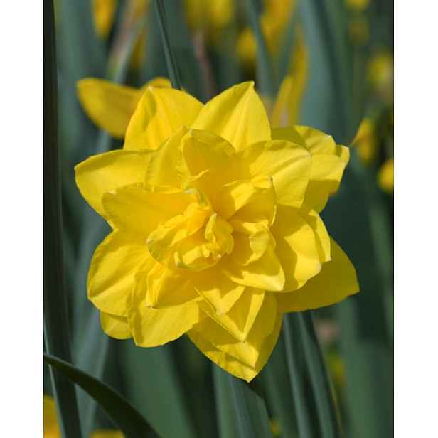 Narcis Golden Ducat 5 ks