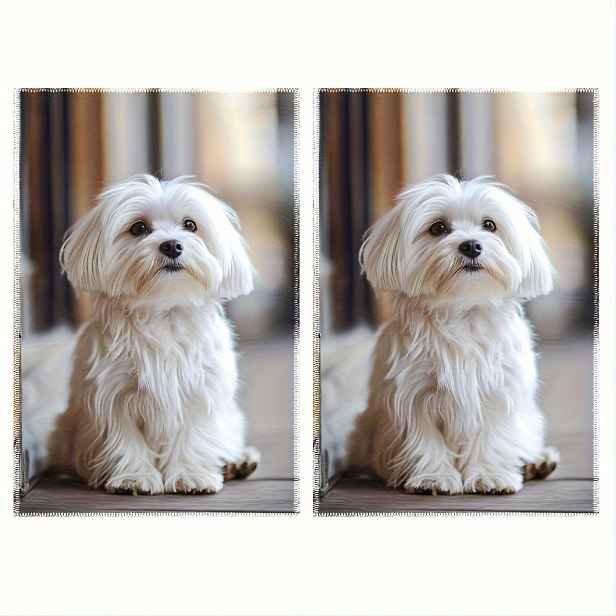 TEMU 2 ks Utěrka do kuchyně s štěňat Shih Tzu a Maltese – 16 x 24 palců, polyesterová utěrka do kuchyně na vaření, pečení a úklid, pouze ruční praní,