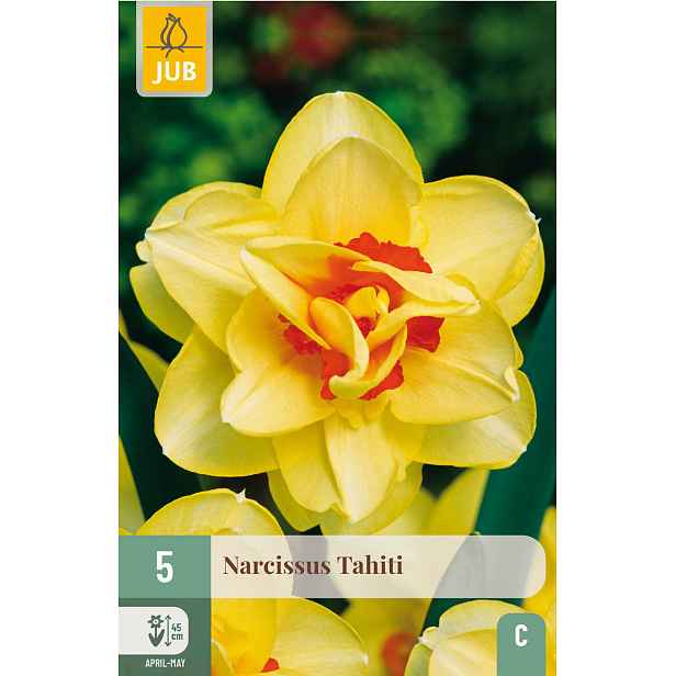 Narcis Tahiti 5 ks