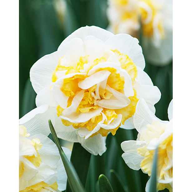 Narcis Westward 5 ks