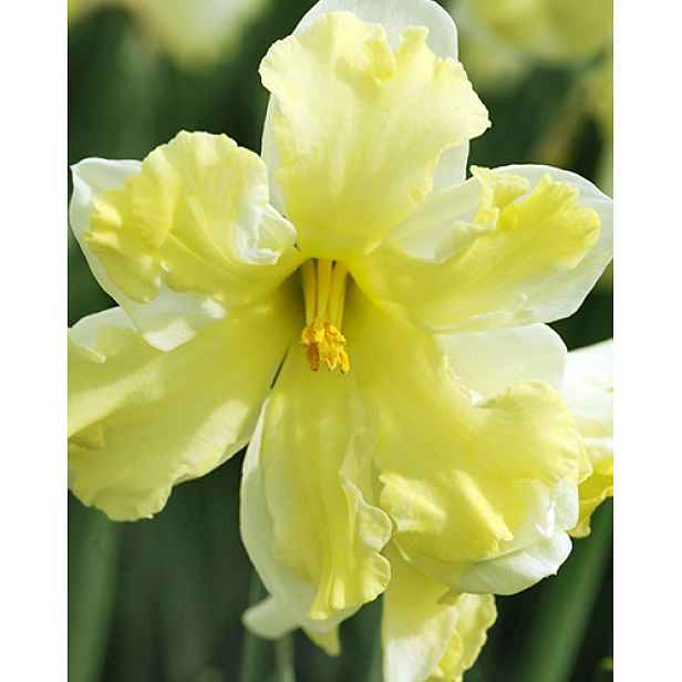 Narcis Cassata 5 ks