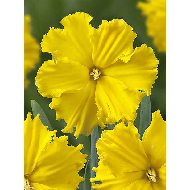 Narcis Gold Disc 5 ks