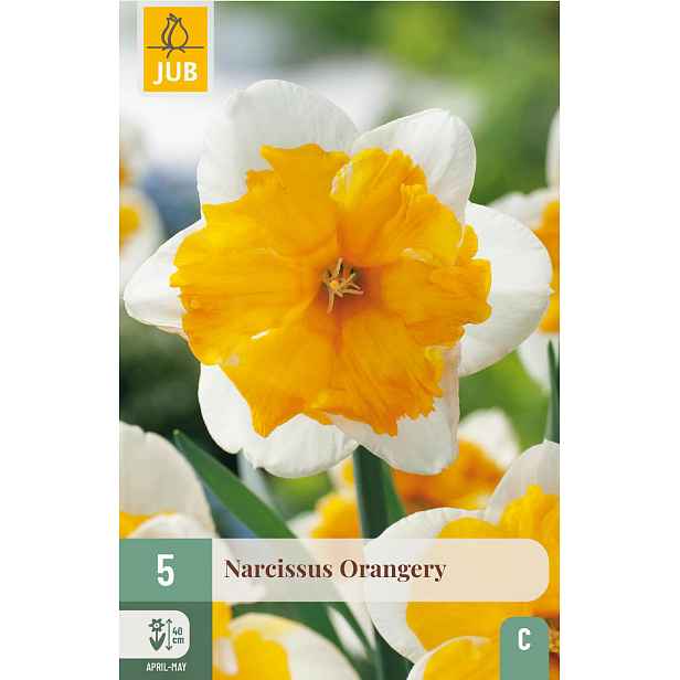 Narcis Orangery 5 ks