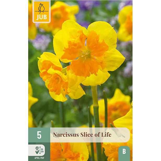 Narcis Slice of Life 5 ks