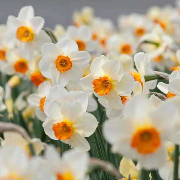 Narcis Barrett Browning 5 ks