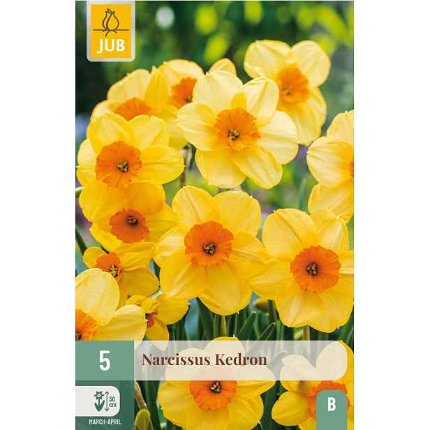 Narcis Kedron 5 ks
